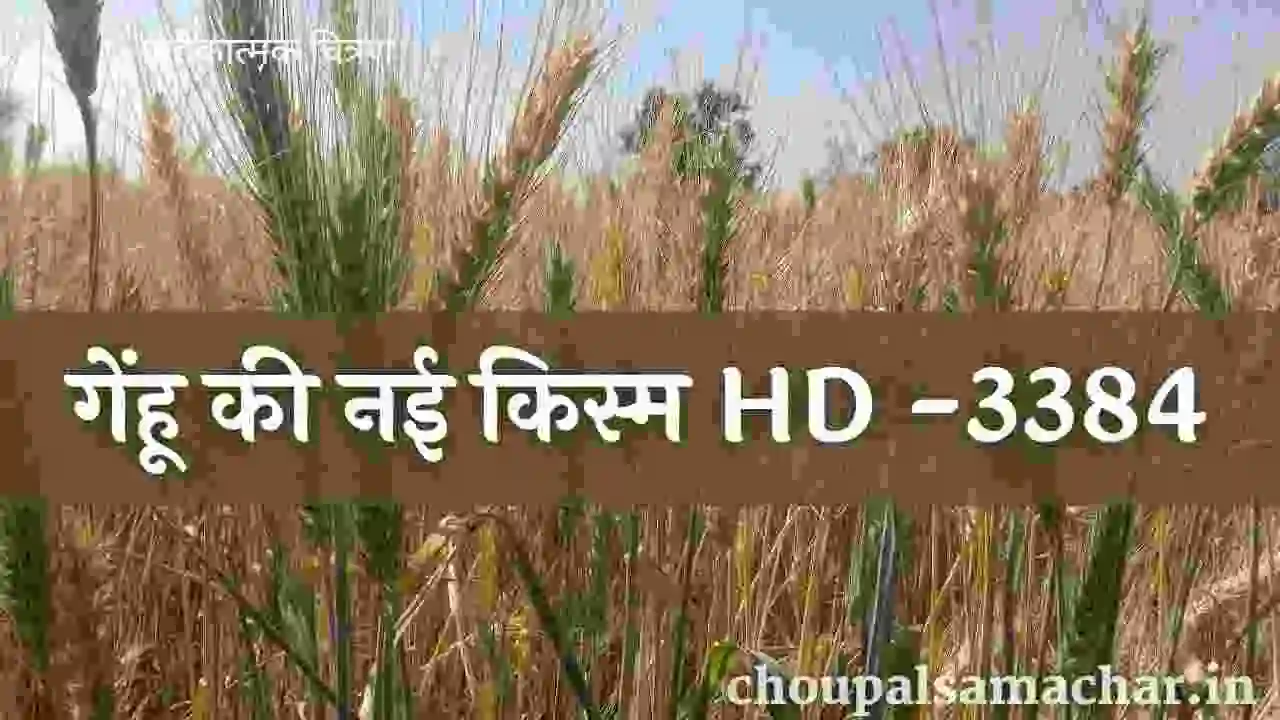 New Wheat HD-3385 Variety