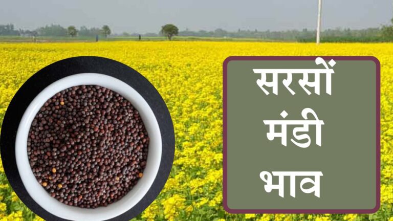 Mustard Mandi price