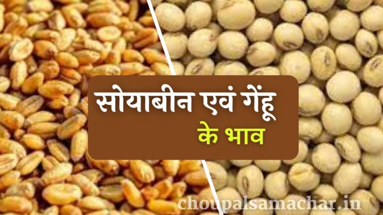 Soybean gehun Bhav report