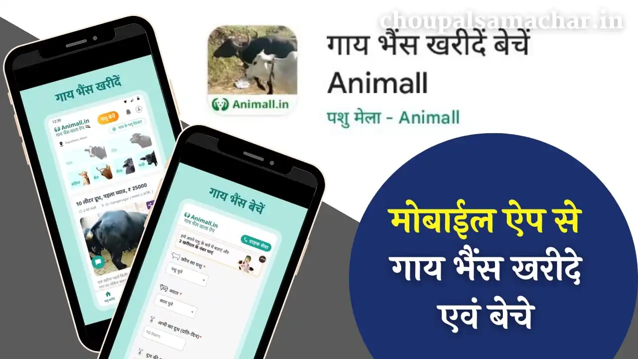 Animall.in Mobile App
