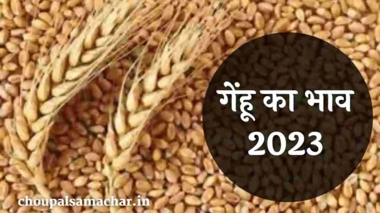 Wheat price in 2023