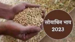 Soybean price 2023