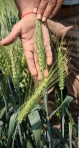 Kisan 888 and 444 Wheat variety details