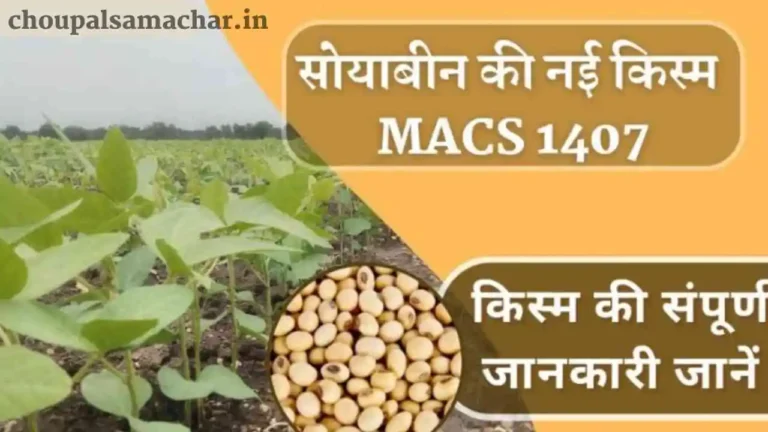 New Soybean Variety MACS 1407