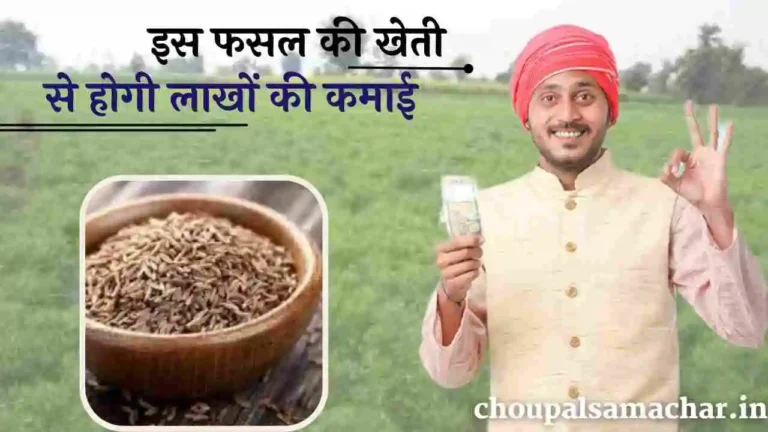 Earning from Cumin Cultivation