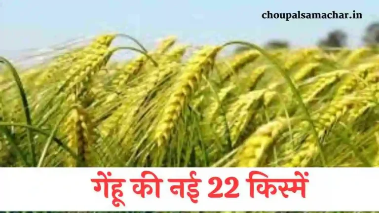 Wheat New Varieties info 2023