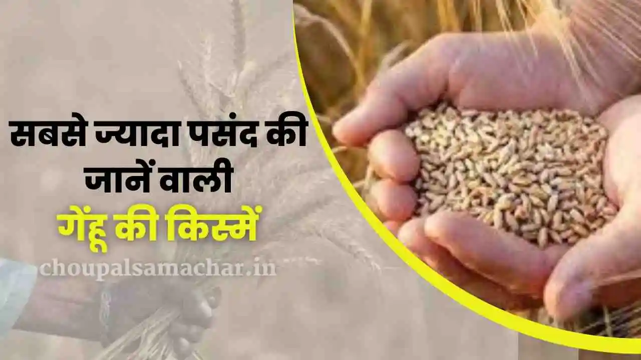 Top most sown Wheat Seed 2023