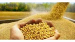 Soybean global price 2023