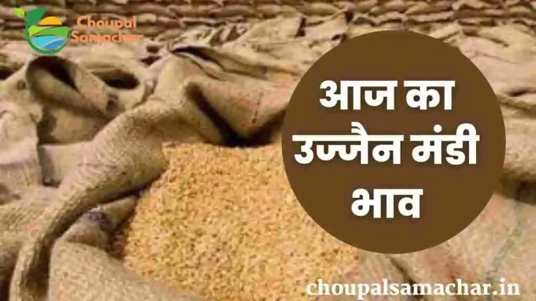 Ujjain Mandi Genhu Rate