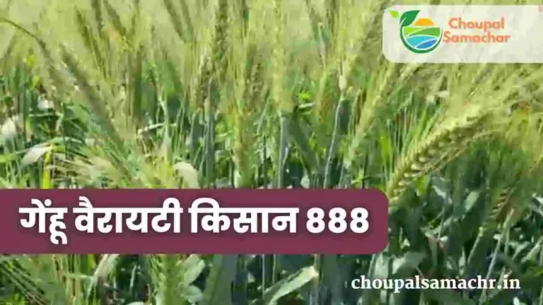 Kisan 888 and 444 Wheat variety details