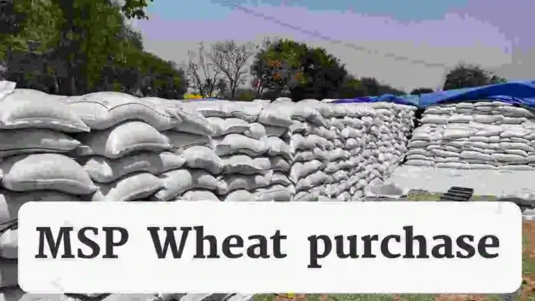 MSP wheat purchase