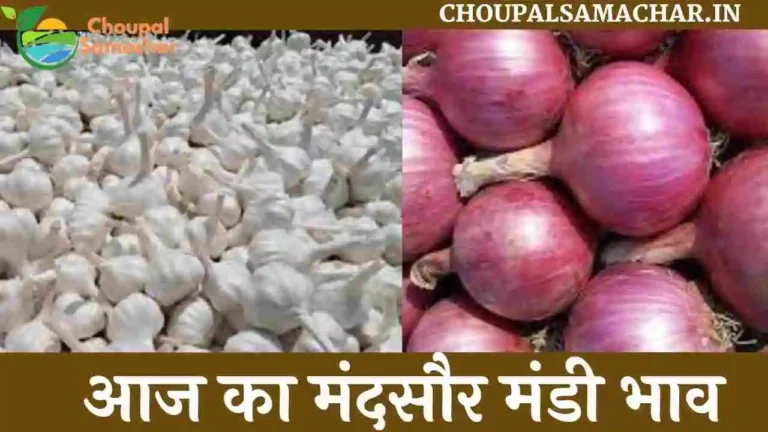 27 April Today Mandsaur Mandi Bhav