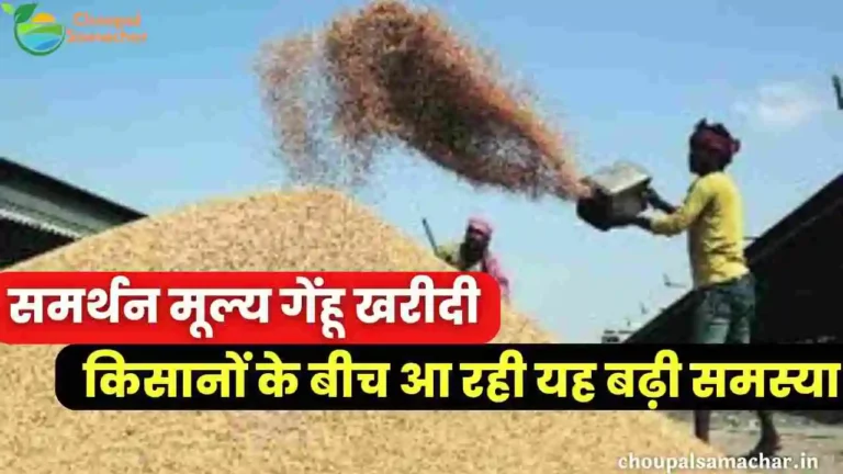 MSP wheat Purchase 2023 problem