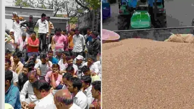 Wheat purchase in Indore mandi