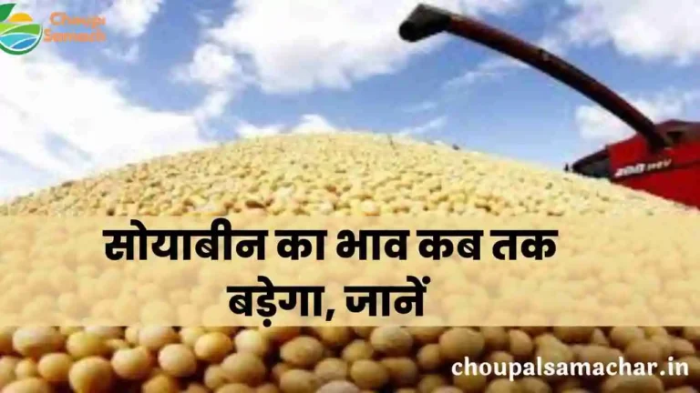 Soybean ka bhav kab badhega