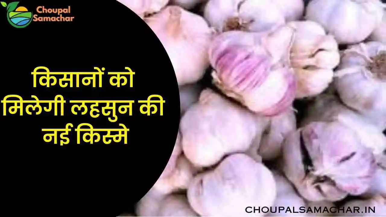 New improved varieties of garlic