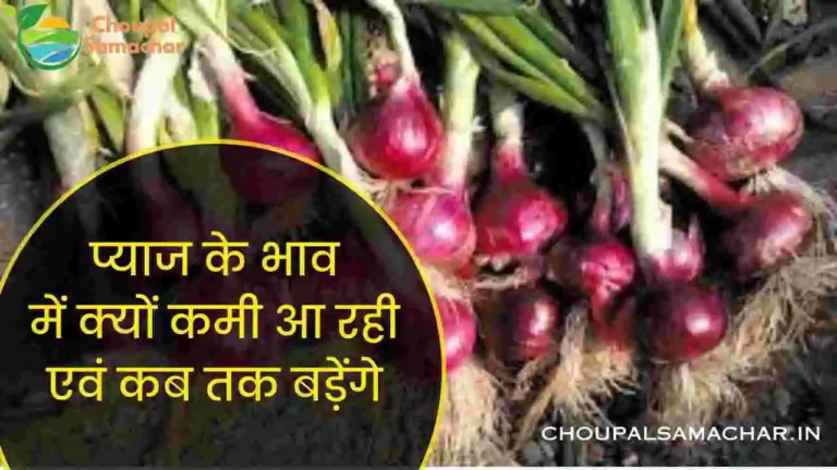 onion rate in mandi