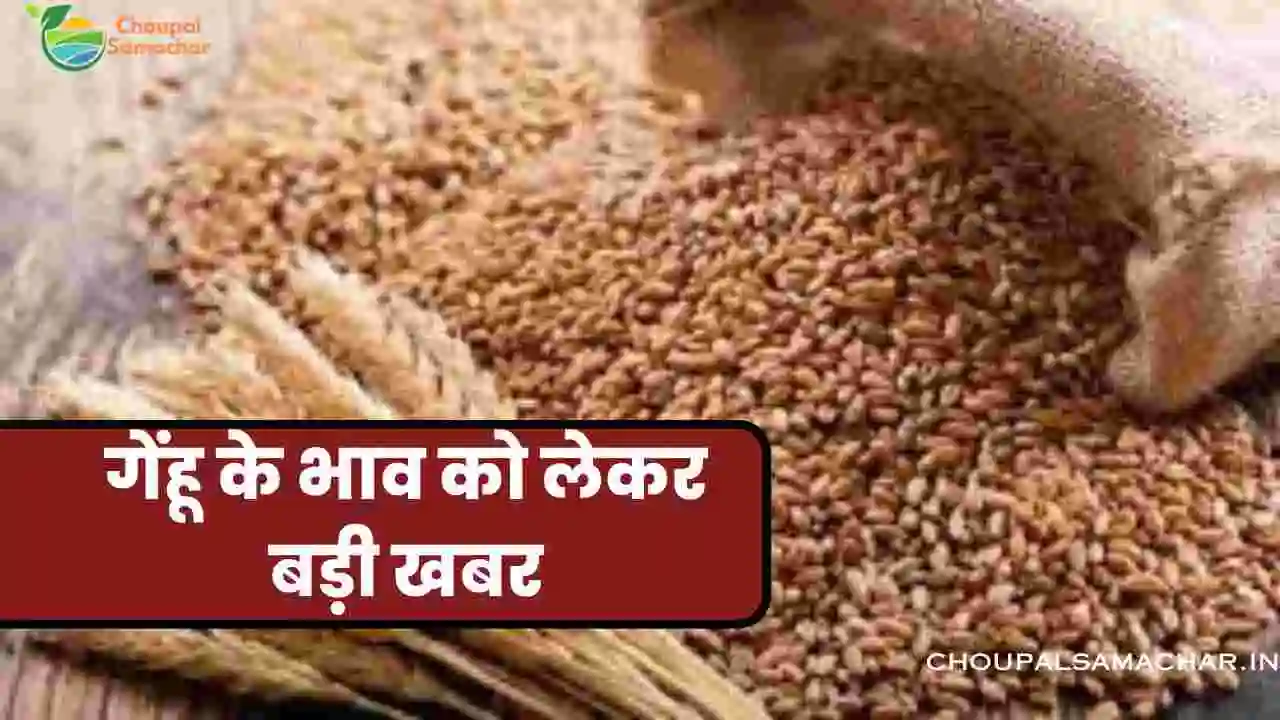 Wheat Rate in Indore Mandi