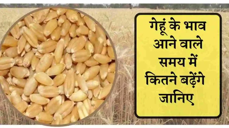 Lokvan Wheat price 2023