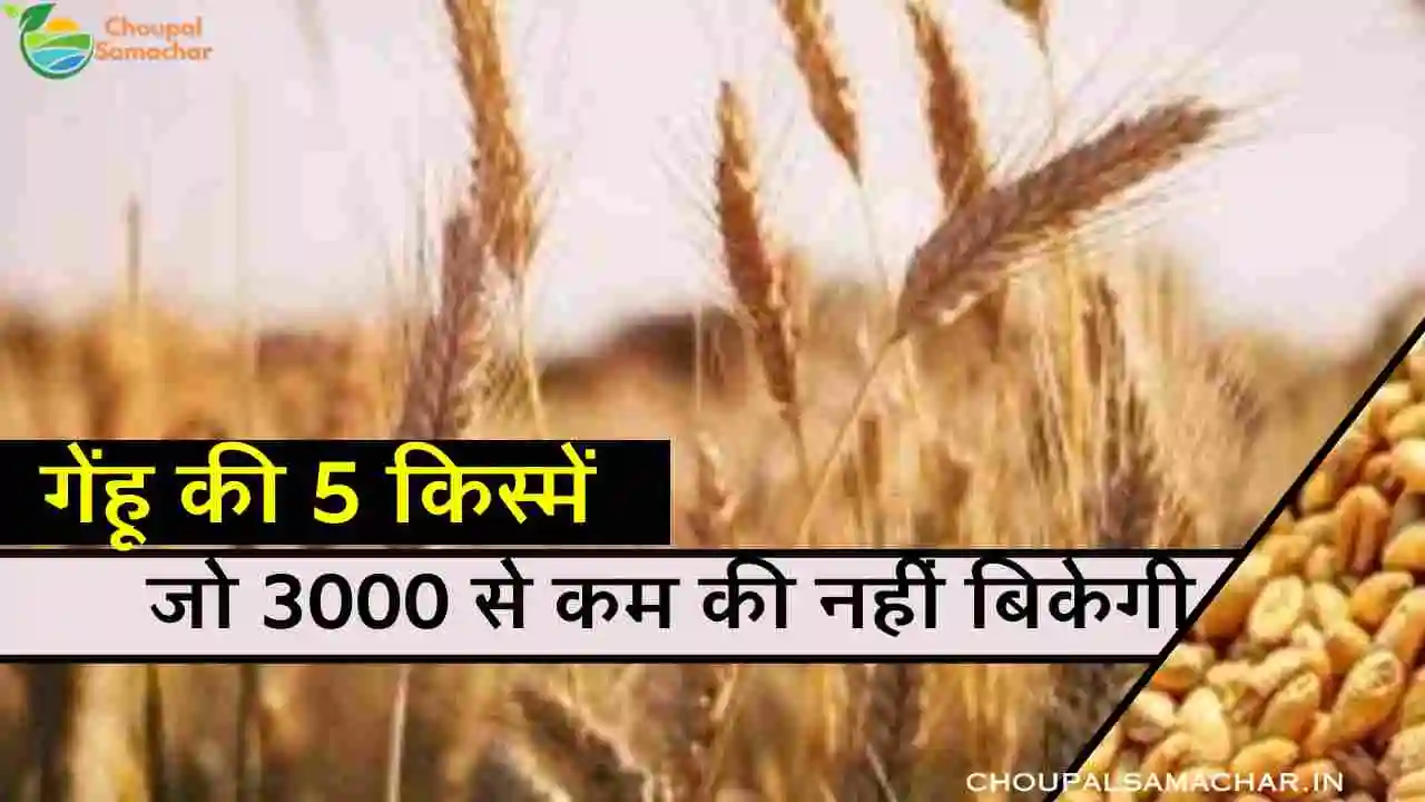 Best varieties of wheat price 2023