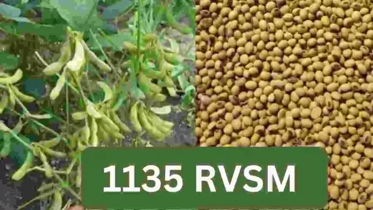 Best Soybean variety RVSM 1135