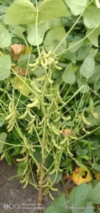 RVSM Soybean Varieties