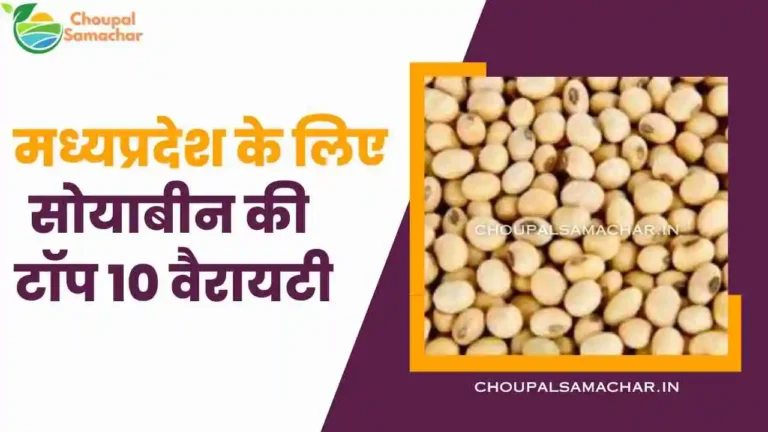 Best 10 Soyabean Variety 2023 for MP