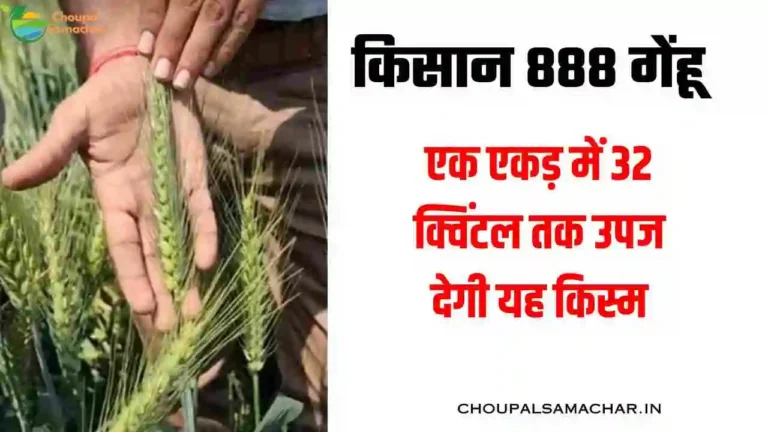 Kisan 888 Genhu variety detail in Hindi