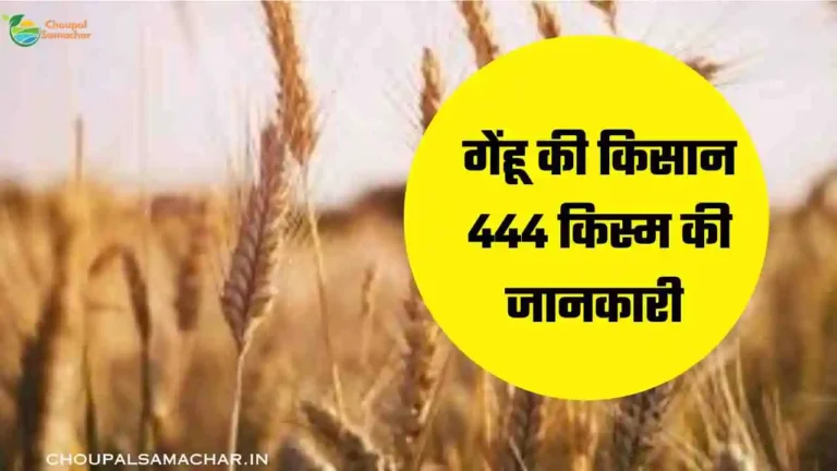 Kisan 444 Genhu variety detail in Hindi