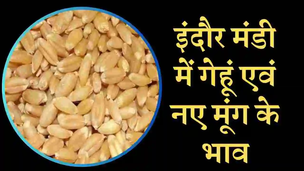 Wheat price in indore mandi