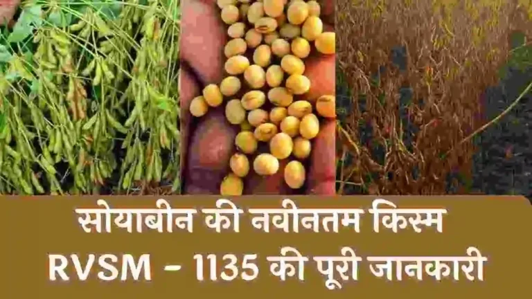 RVSM 1135 soybean variety in Hindi