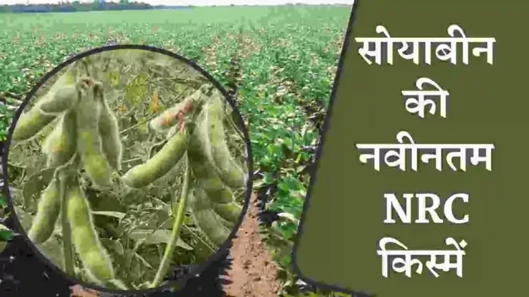 NRC soybean varieties for MP