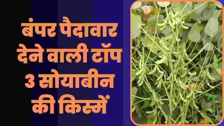 Top 3 Soybean new Variety MP Rajasthan 