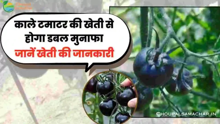 Black Tomato Farming