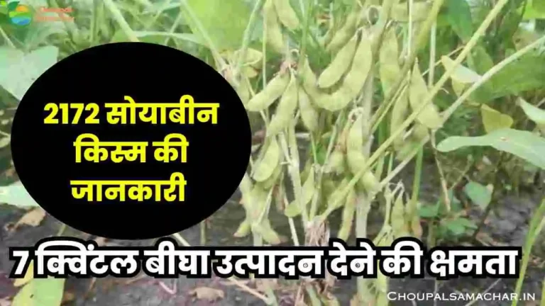 2172 soybean variety detail in Hindi