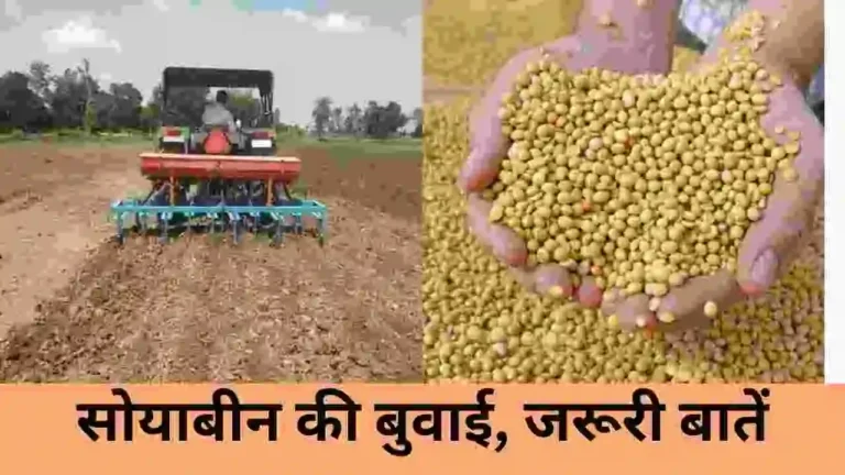 Soybean cultivation tips