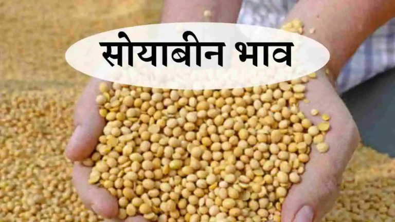 Soybean Mandi plant bhav