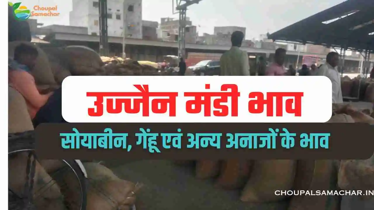 Ujjain mandi bhav 18 July