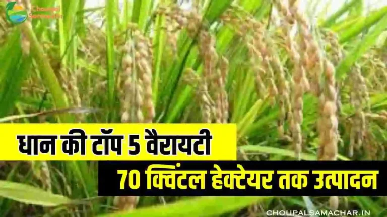 Top 5 Paddy Varieties