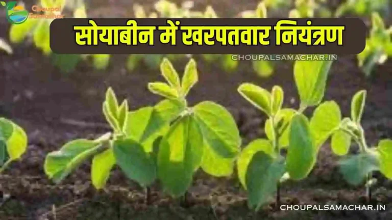 Soybean mein kharpatwar niyantran