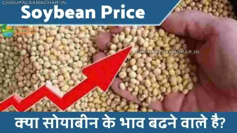 Soybean price