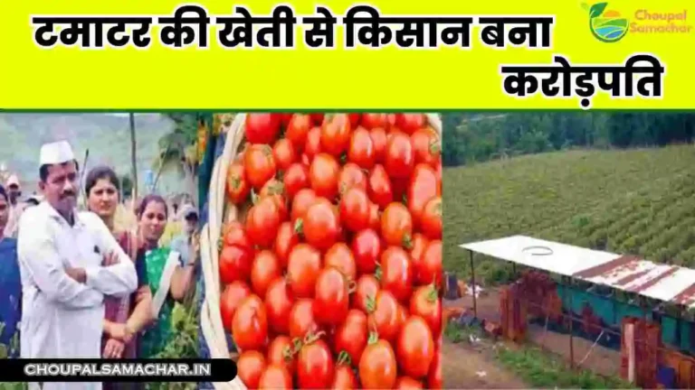 Tamatar Ki Kheti Se Bana Karodpati