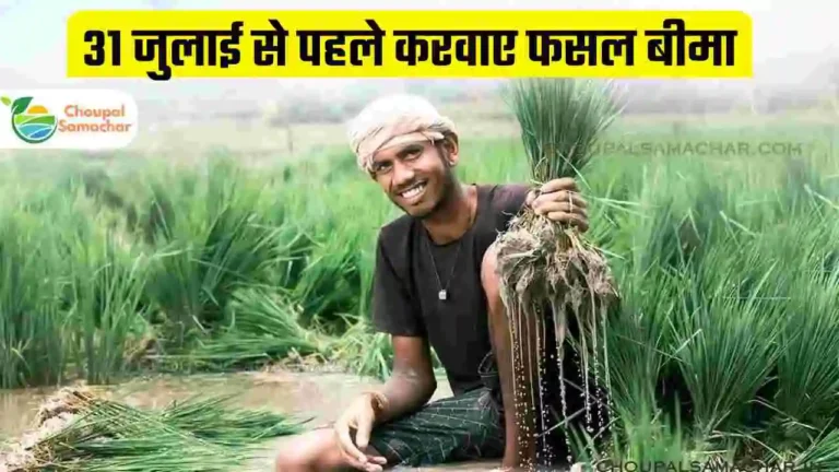 Kharif Crop insurance