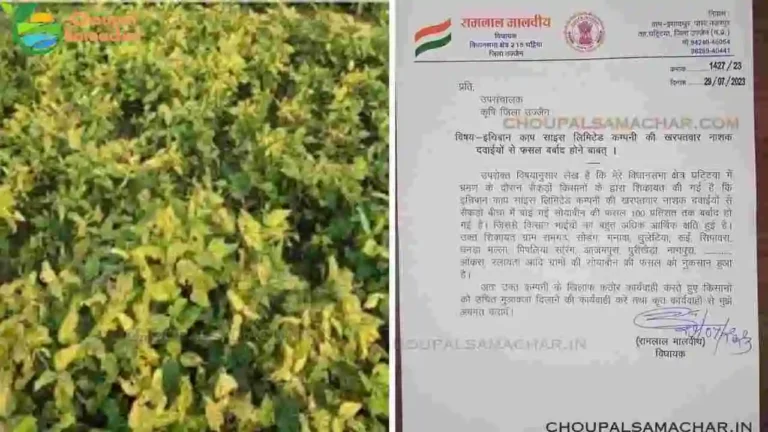 Soybean Crop damage in Ujjain