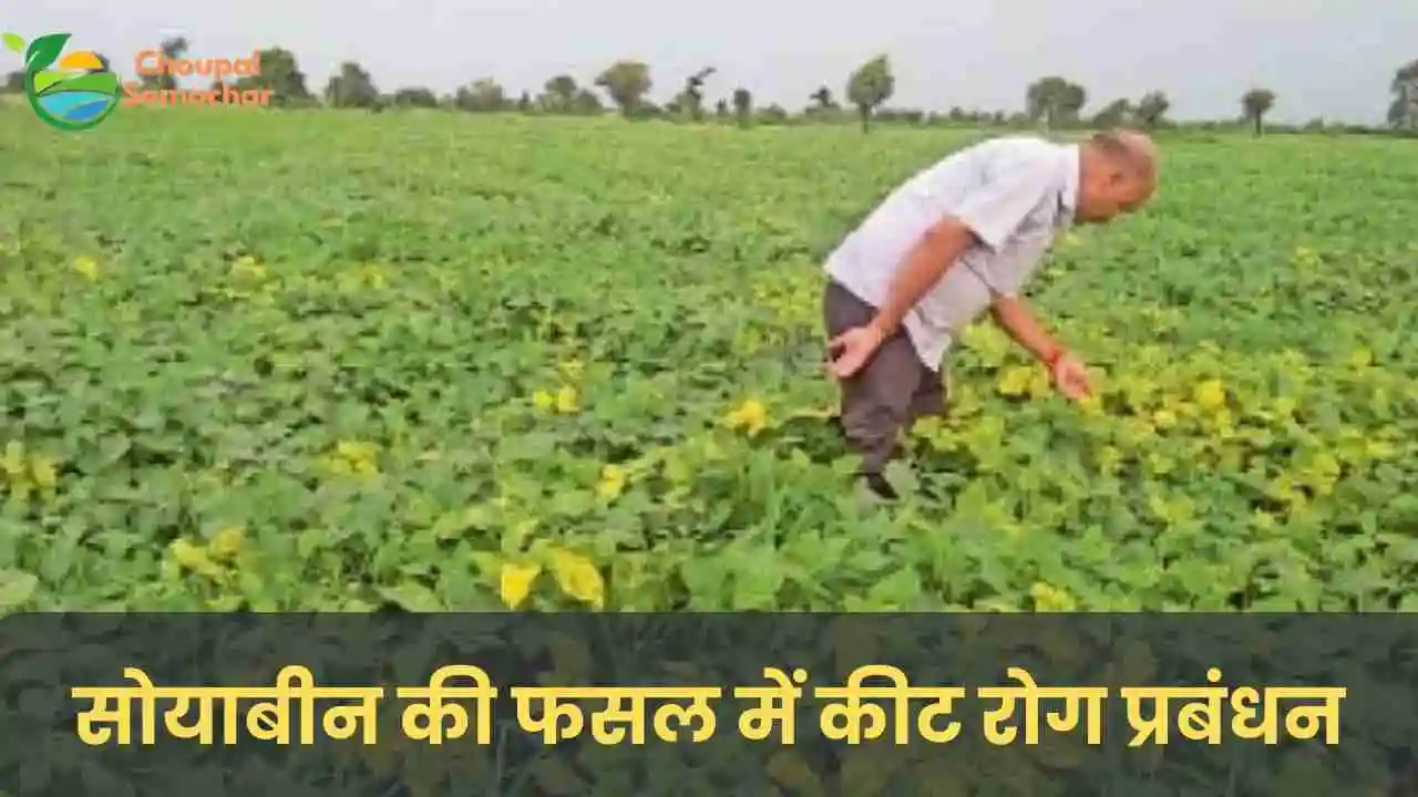 Soybean ki fasal 