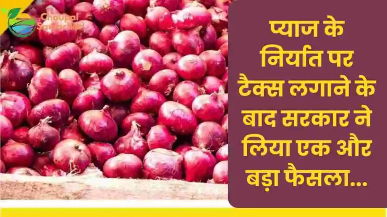 Onion export