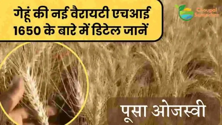 HI 1650 wheat variety detail in Hindi