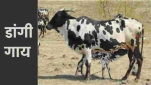 Best cow breeds 2023