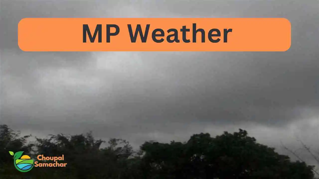 MP weather
