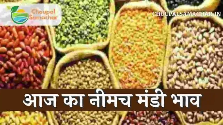 Neemuch Mandi bhav 22 august